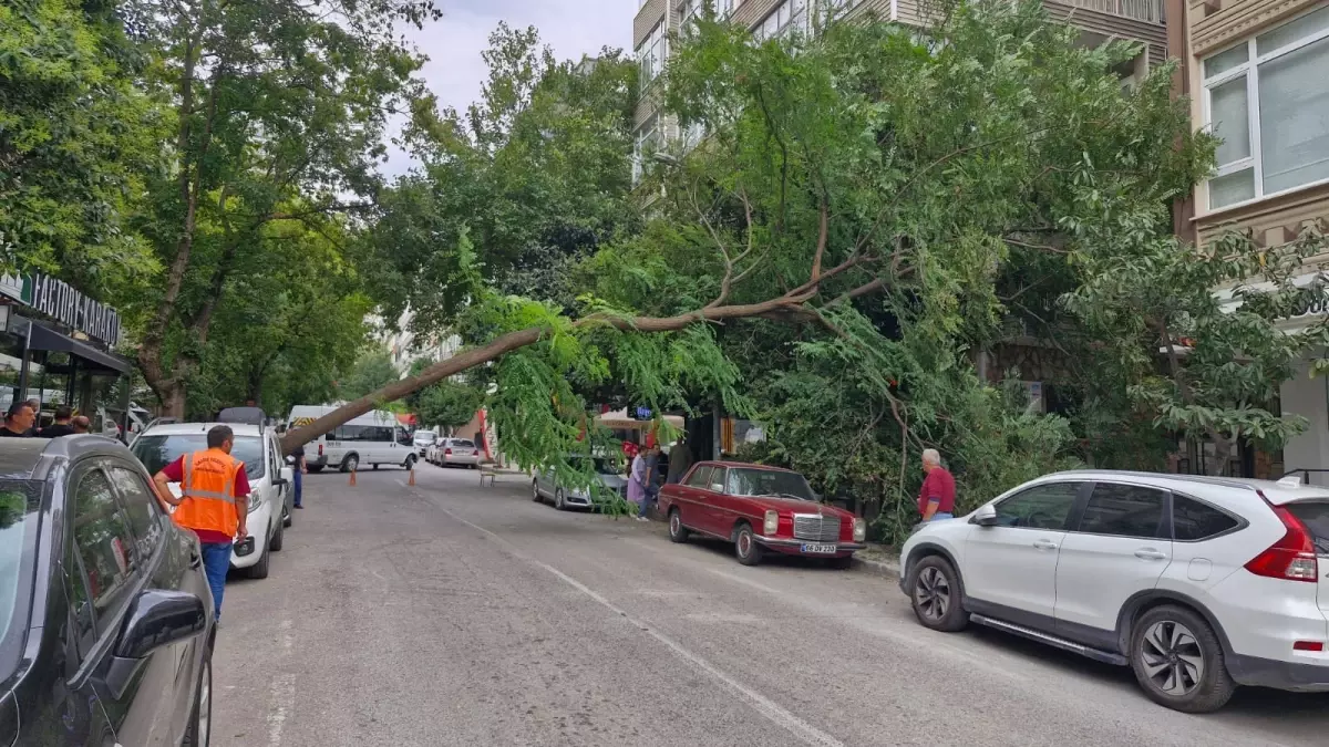 samsunda kuvvetli ruzgar agac devirtti dNpM7Klx