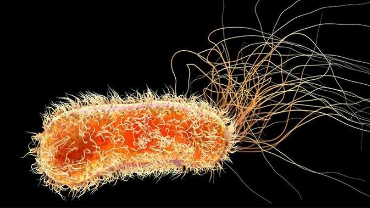 almanyada e coli salgini alarmi yuzlerce vaka tespit edildi hnPhcYHi.jpg