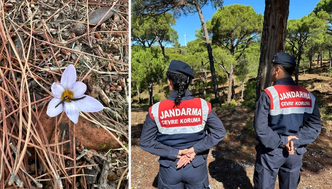 bu cicegi koparmanin cezasi 557 bin tl 9SArxjBC