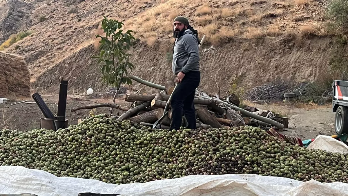 hakkaride ceviz hasadi basladi gbyU8Nsv.jpg