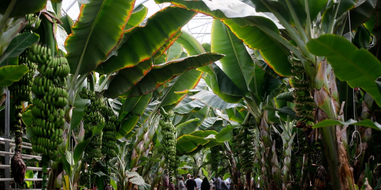 iranda tropikal meyve yetistiriliyor 2qbQE4Gm