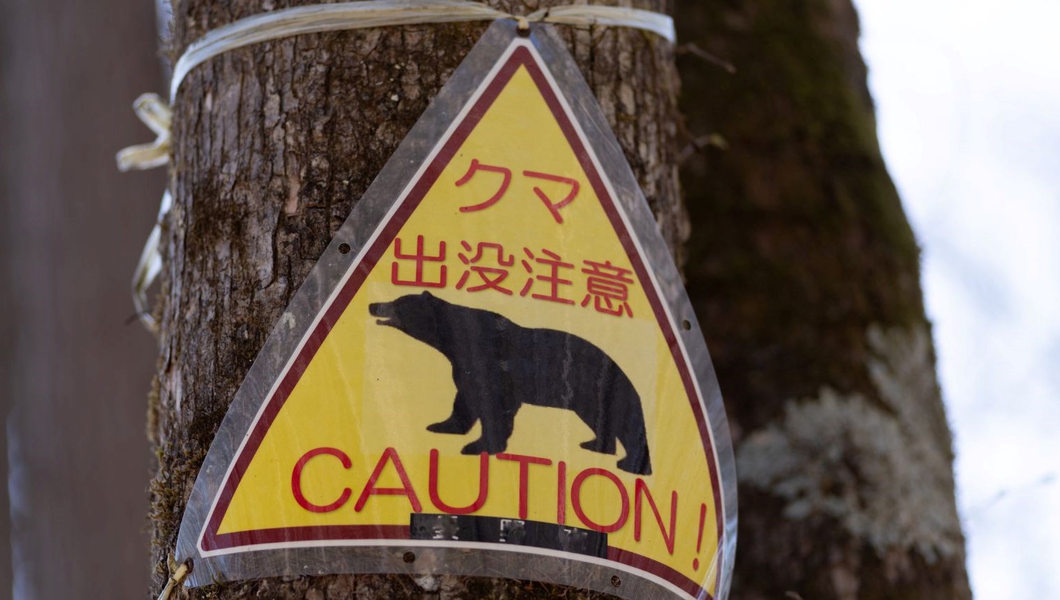 japonya ayilarla basa cikamiyor vali ordu destegi istedi Mp7mGHKq.jpg