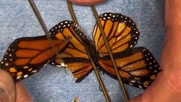 kelebege ikinci sans kanat nakliyle yeniden uctu HS955Qst