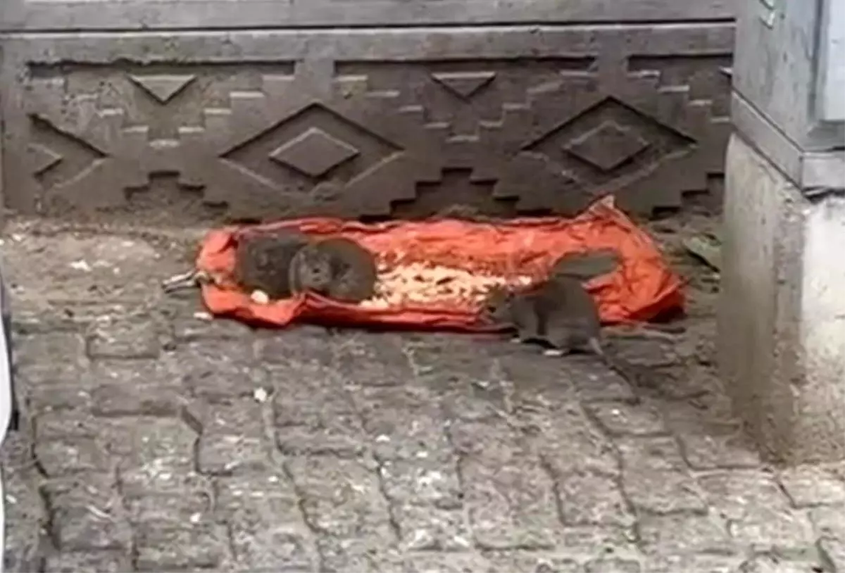 tekirdagda sokakta fareler yiyecek bulundu vatandaslar tedirgin BUSbdyZj.jpg