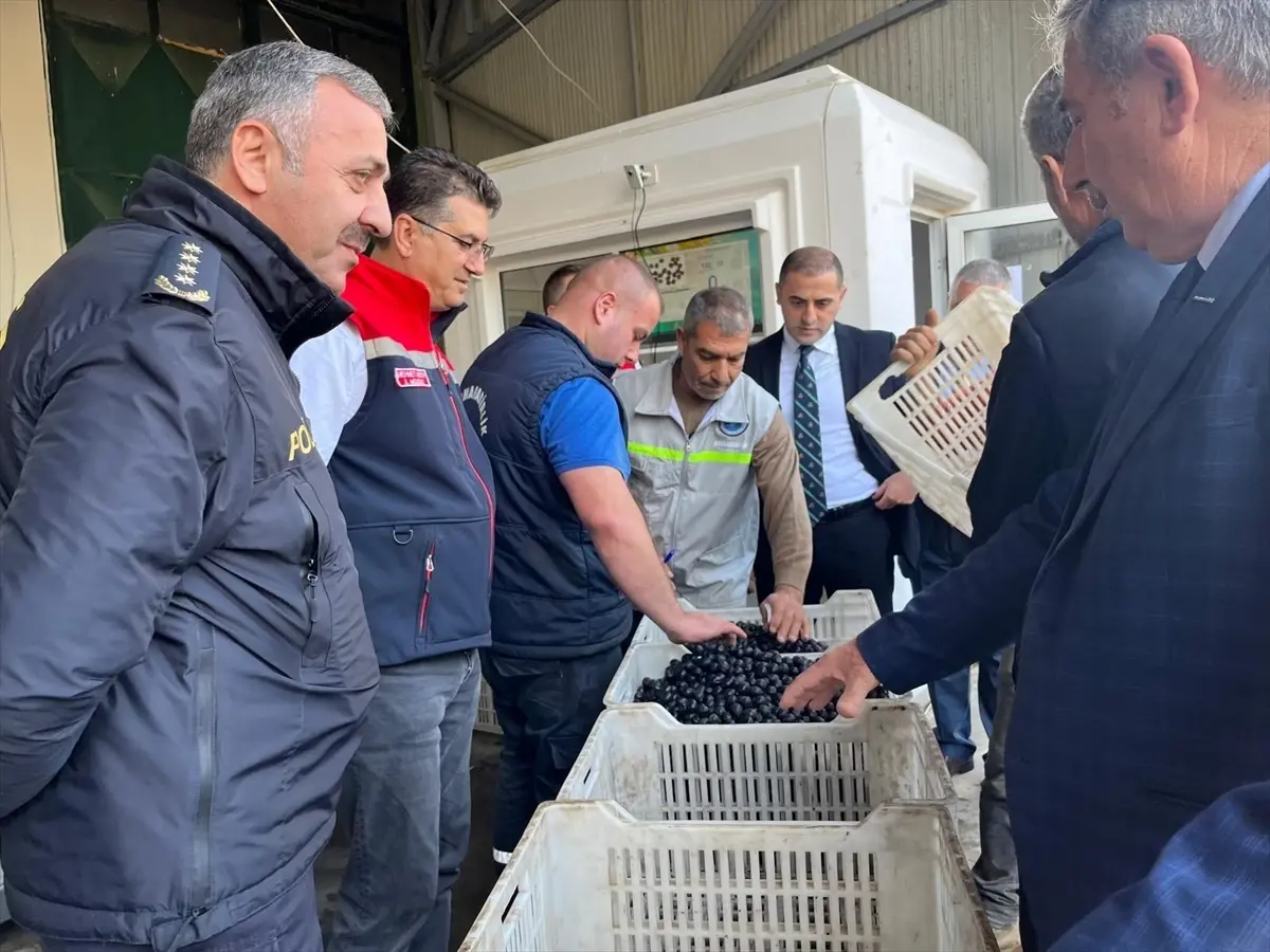 sarkoyde zeytin hasadi etkinligi WyqPyzaK.jpg