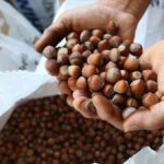 findik-ihracatindan-3-ayda-658-milyon-dolari-askin-gelir-WObNc8CI