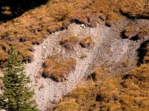 96 yıl önce diktiği ağaçlar asırlık bir tuzak çıktı